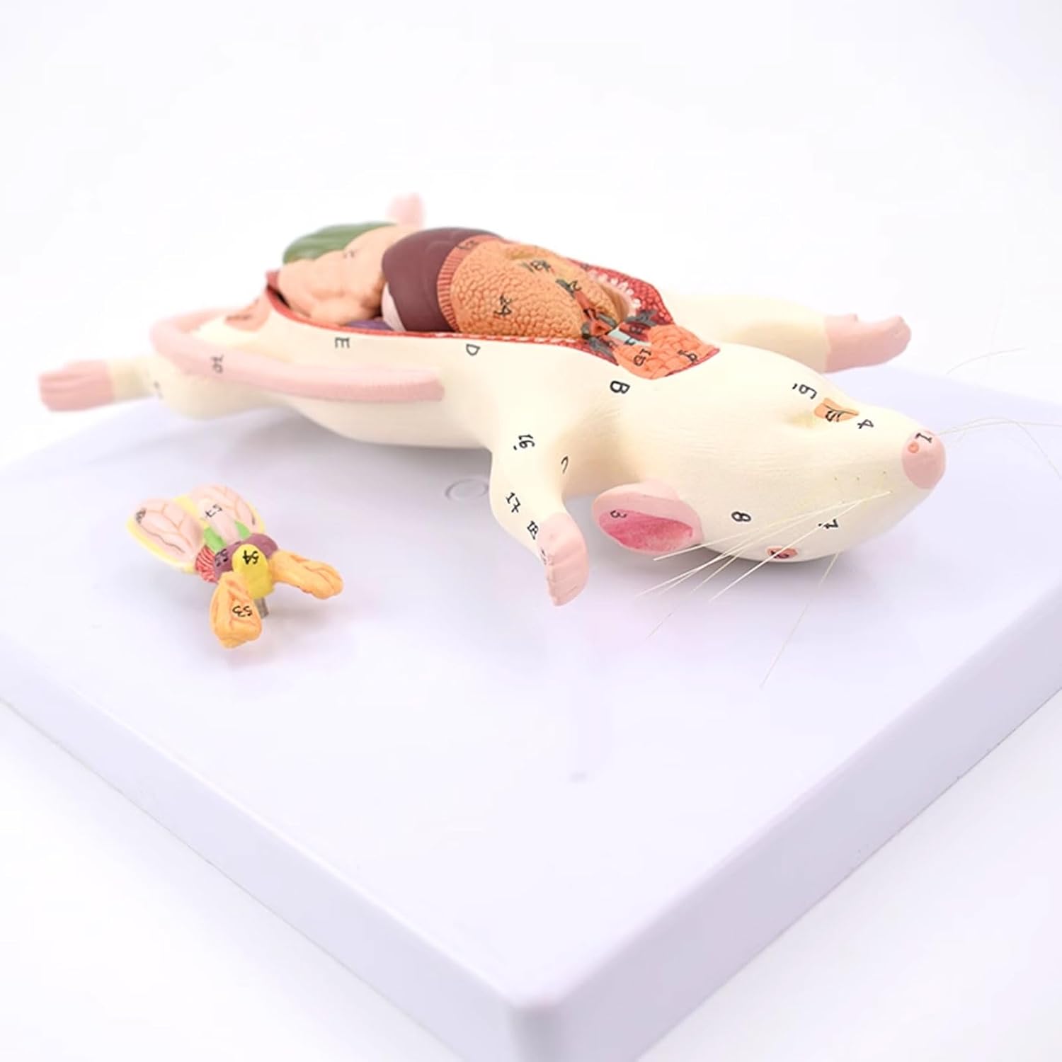 Human Anatomy Cube，Anatomically Medical Model, Skull Model Skeleton Anatomy Model,Rat Anatomy Model White Mouse Internal Organ Structure Anatomy Biology Teaching Experimental Animal Anatomical Husband