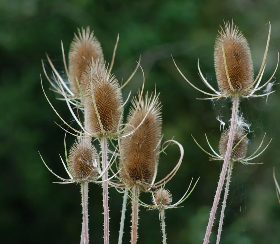 1 Pack of 800 SEEEDS Wild Teasel - Dipsacus Fullonum Sativus