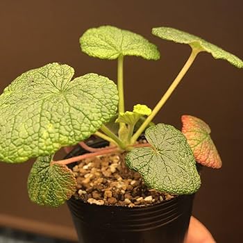 ペラルゴニウム　コチレドニス　塊根植物 多幹型 　冬型塊根 Amazon.co.jp: 美しい常緑葉！ コチレドニス 多肉植物