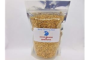 Unhulled Barley Seeds