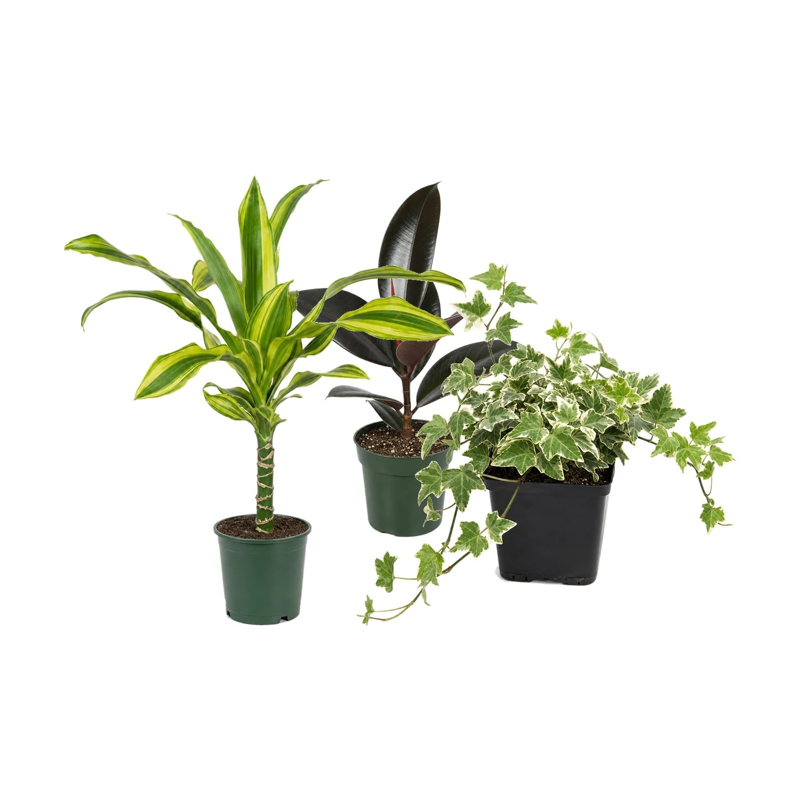 Pack 3 Plantas Naturales para Exposición Botánica Interior DECOALIVE