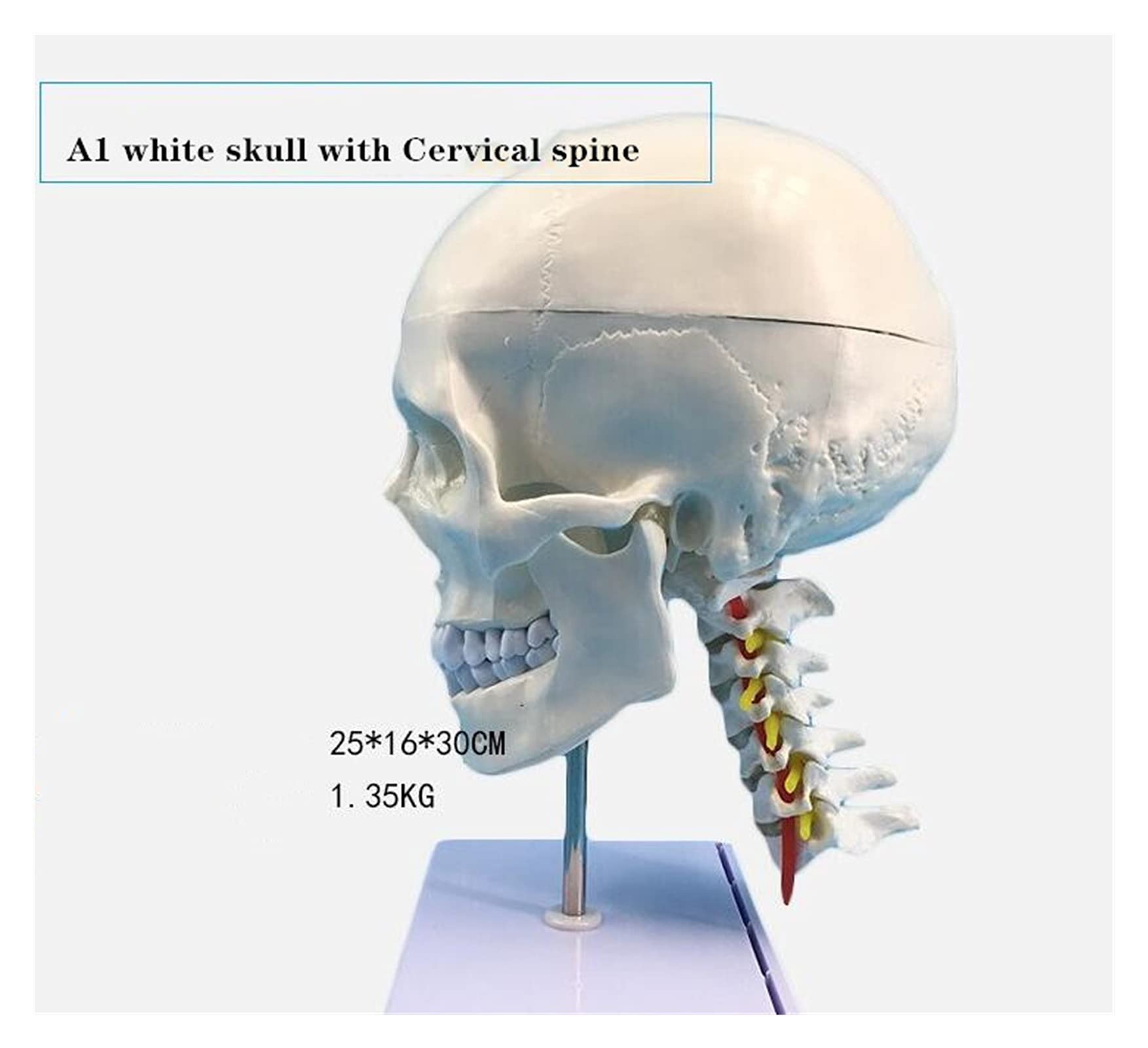 Amazon.co.jp: 人間の頭蓋骨モデル 脳と背骨が付いている成人の  
