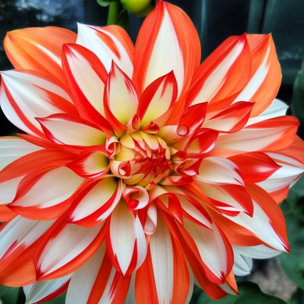 Dahlia Peaches and Cream Tubers