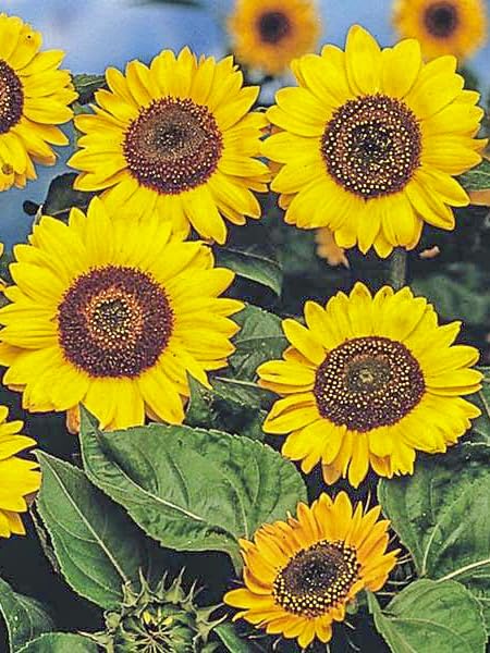 LK Gartenwelt Winterharte Sonnenblume, 1 Pflanze, Helianthus mehrjährig, Bienenfreundlich, Gelb, Stauden-Sonnenblume,