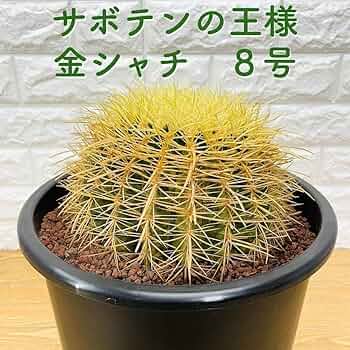 SALE キンシャチ サボテン ⭐︎金鯱8号 61QvJyQfoBL._UF350,350_QL50_.jpg