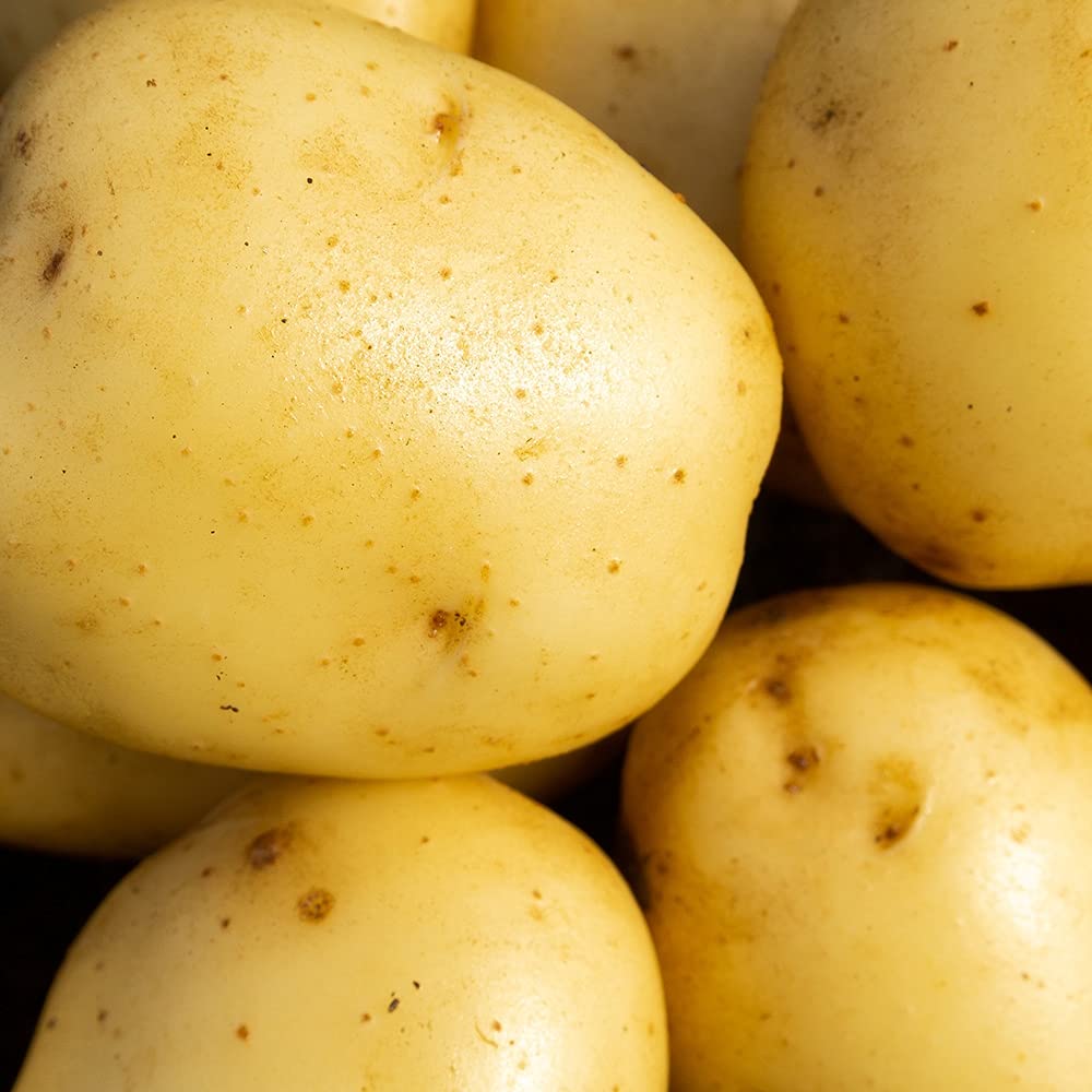 2kg Wilja Seed Potatoes (Approx. 20-25 Tubers), Second Early Grow Your Own, for Boiling Roasting, Chips & Mashing - Image 8