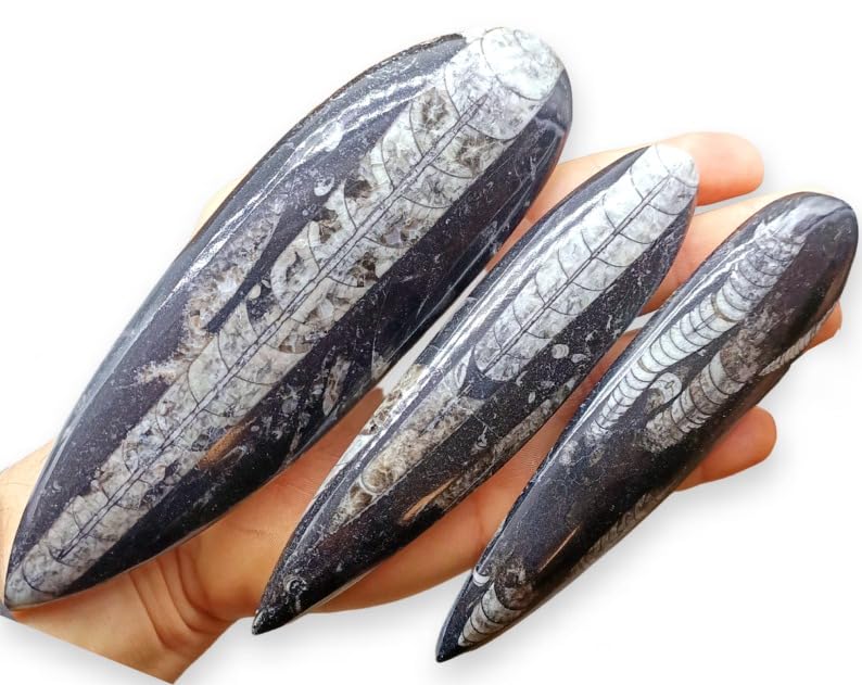 CRIGÉMA - FOSSILES (ORTHOCERAS FOSSILE)