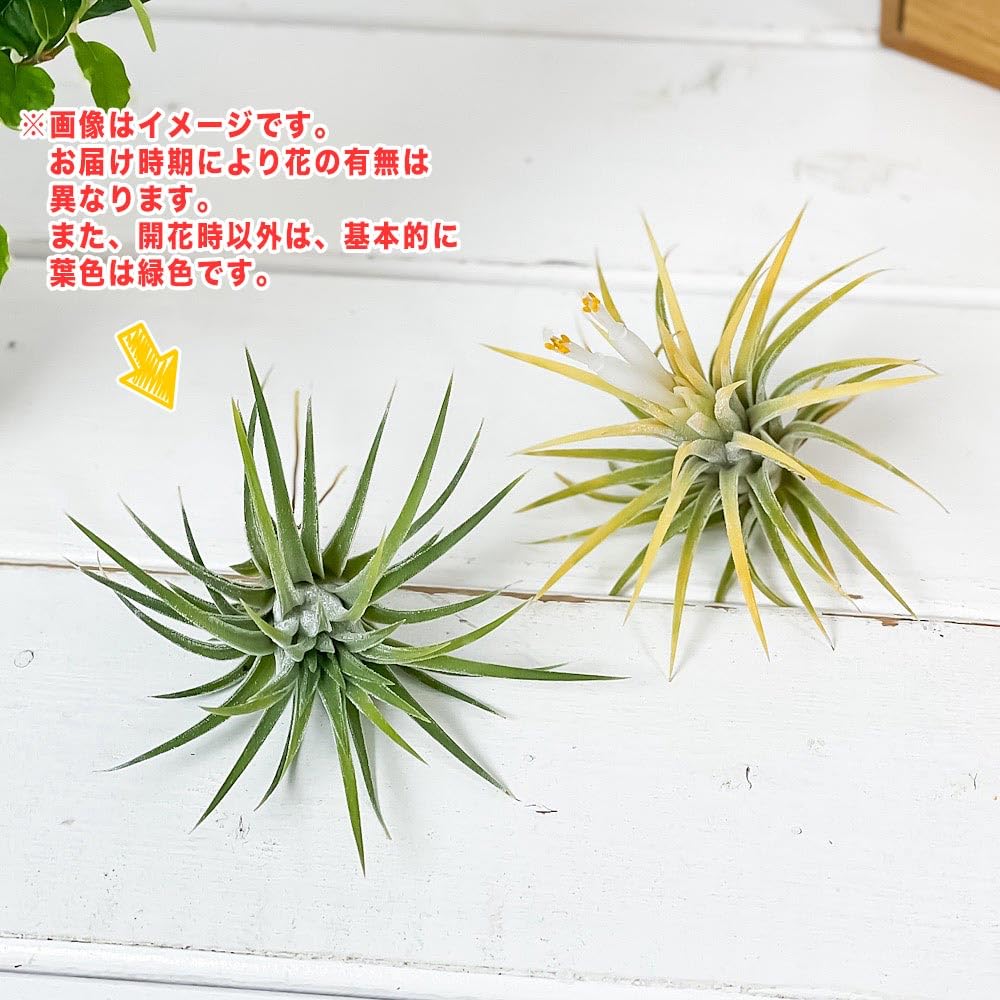 Amazon｜PLANCHU エアプランツ ティランジア イオナンタ 白花 Mサイズ