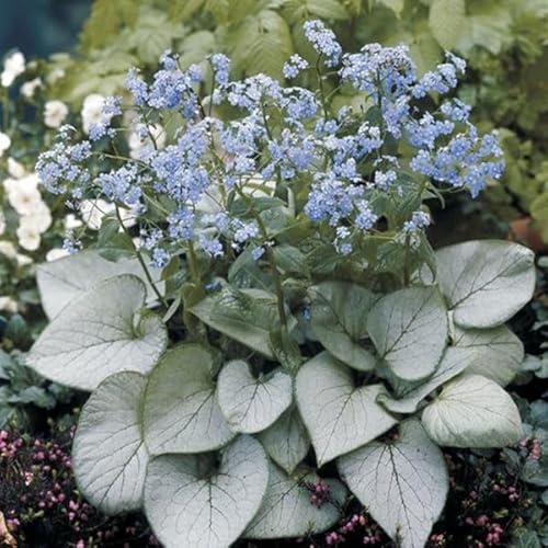 花苗 ブルンネラ ルッキンググラス 1株 / 国華園 25年春商品 花苗 ブルンネラ ルッキンググラス 1株 / 国華園 25年春商品