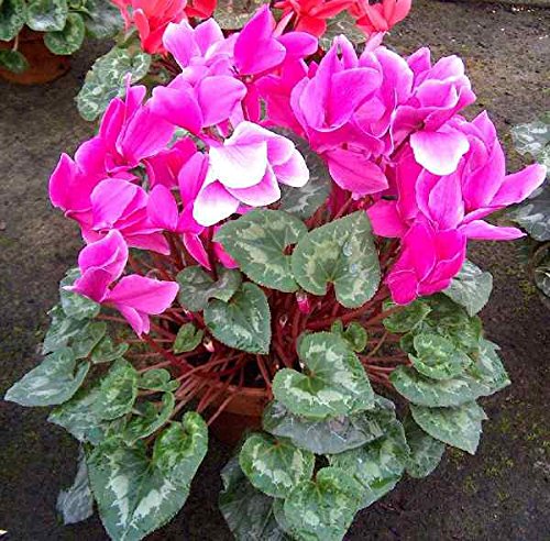 Winter Flower Seeds- Cyclamen 10 Seeds x 2 Packets by Seedscare India (B0711SF9X4) Amazon Price History, Amazon Price Tracker