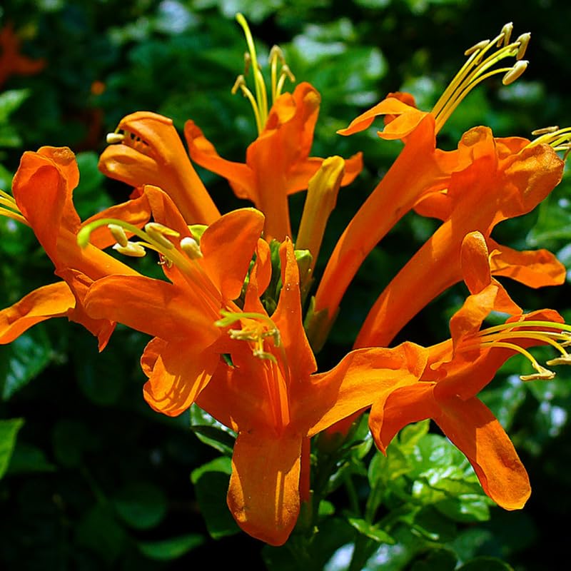 Fragrant Orange Honeysuckle Plants Live Vines Perennial Lonicera Tecoma Honeysuckle Plants 5 to 9 Inches Tall