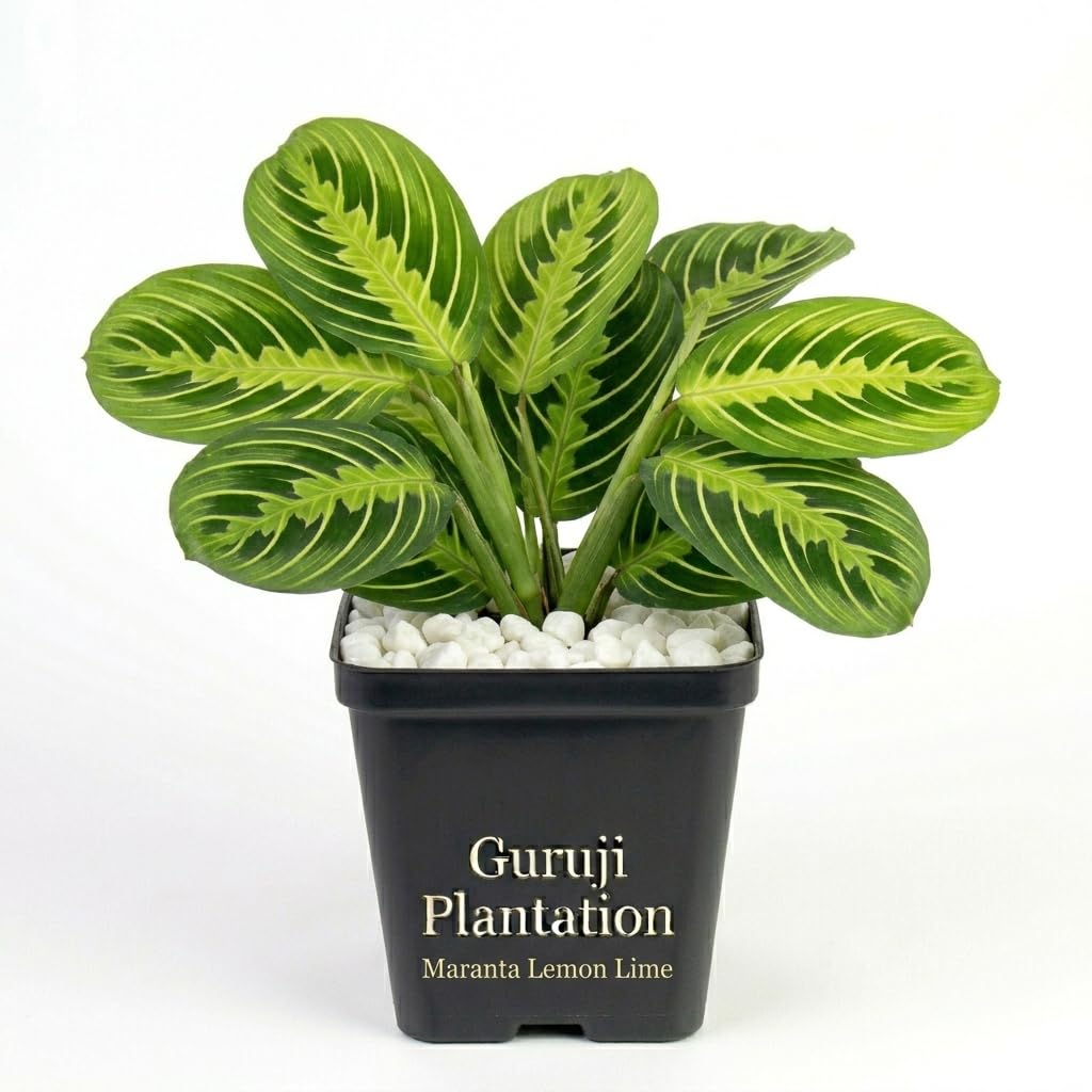 Guruji Plantation Maranta Lemon Lime (Prayer Plant) Indoor Decorative Foliage Low Light Easy Care Live Plant for Home Pack of 1-image-33
