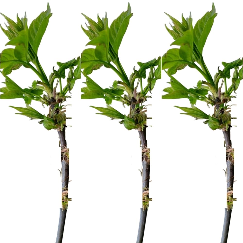 3 Plantas natural Acer Negundo 20-30 cm. Arce Rápido crecimiento, buena sombra, resistente a sequía y suelos pobres, ideal para ornato urbano y rural.