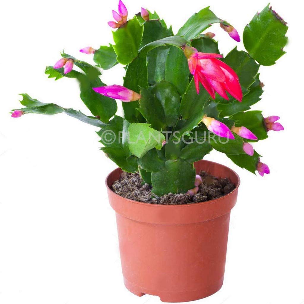 OhhSome Christmas Cactus, Zygocactus Live Plant (B09N9DCSGC) Amazon Price History, Amazon Price Tracker