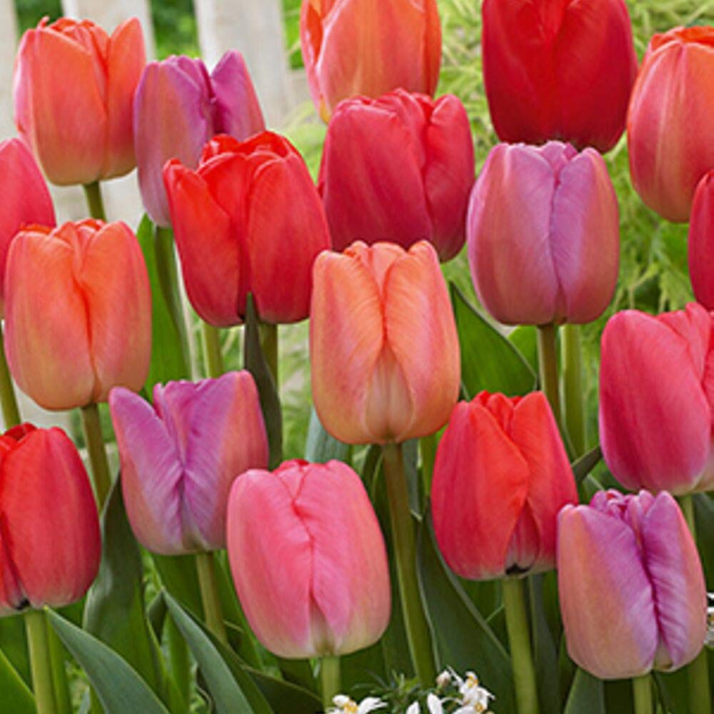 Tulip Pride Mix - 15 Bulbs