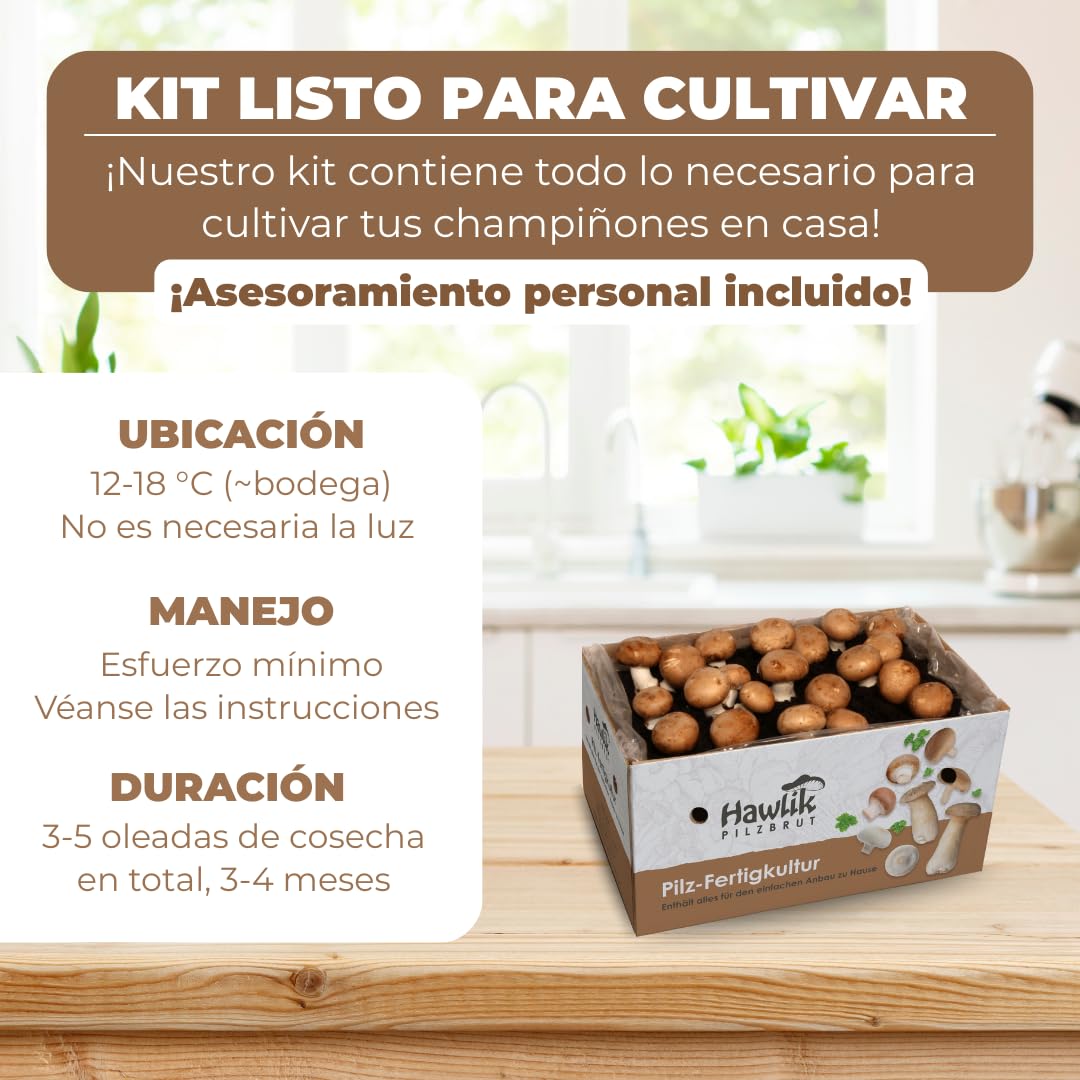 Hawlik Pilzbrut - Gran juego de Champiñones XXL I kit cultivo setas champiñón portobello, sin conocimientos previos, gran regalo para los amantes del jardín y de las verduras - setas autocultivo