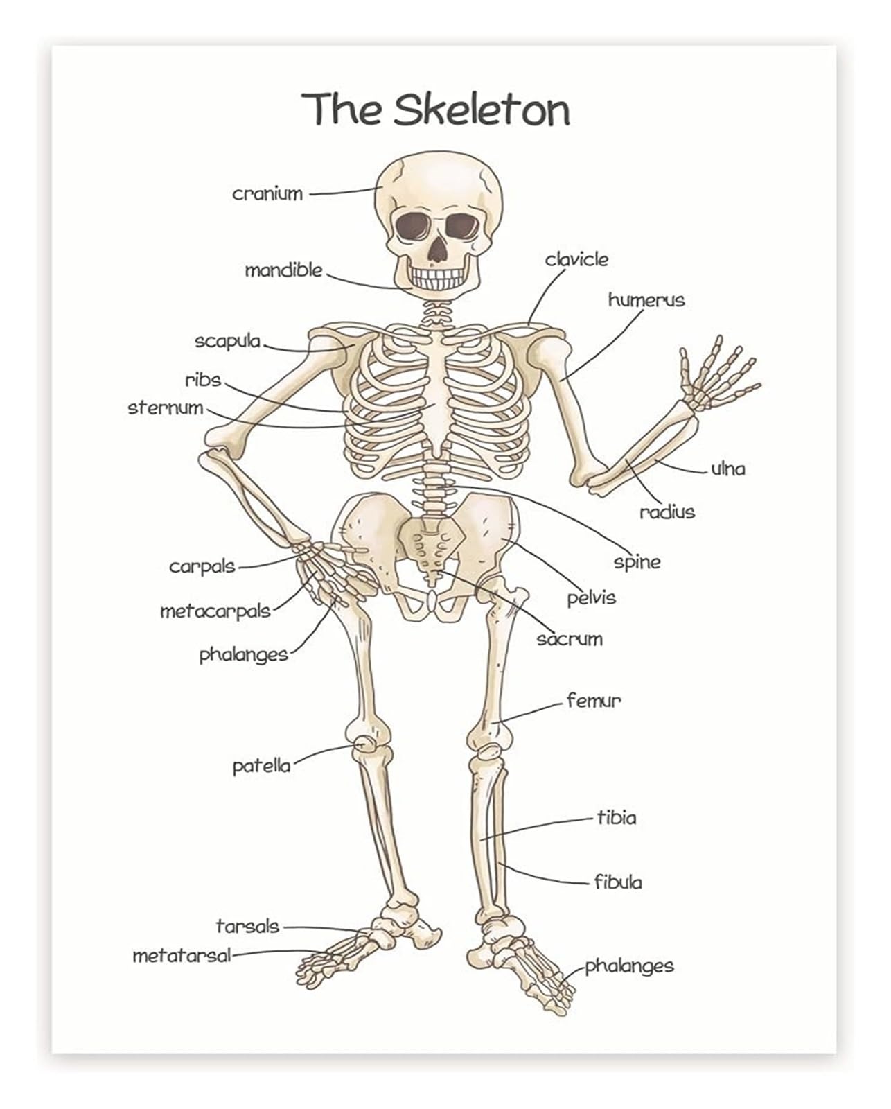 EKFBQBGW Anatomy Poster Human Skeleton Chart Bone Structure and Skeletal System for Science Classroom Framed,16x24inch(40x60cm)