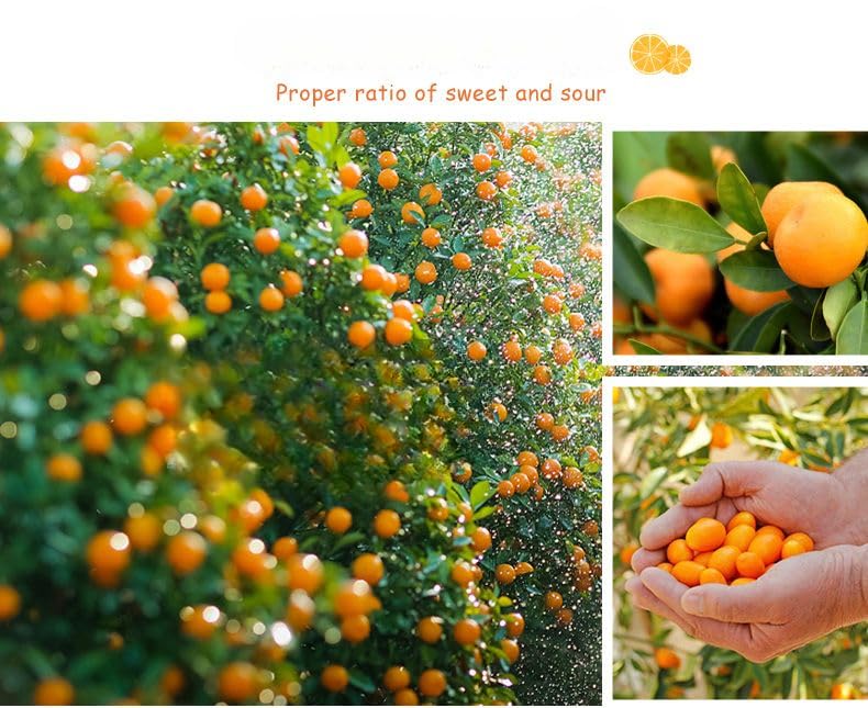 Tianshan Snow Orange Dry 7.05oz/200g, Sour&Sweet Prunes, Yogurt Plum, Rock Sugar Kumquat Candied Fruit, Healthy Preserved Fruits, Candy Snacks, Dim Sum Snack Gift (Rock-Sugar Kumquat,2can)