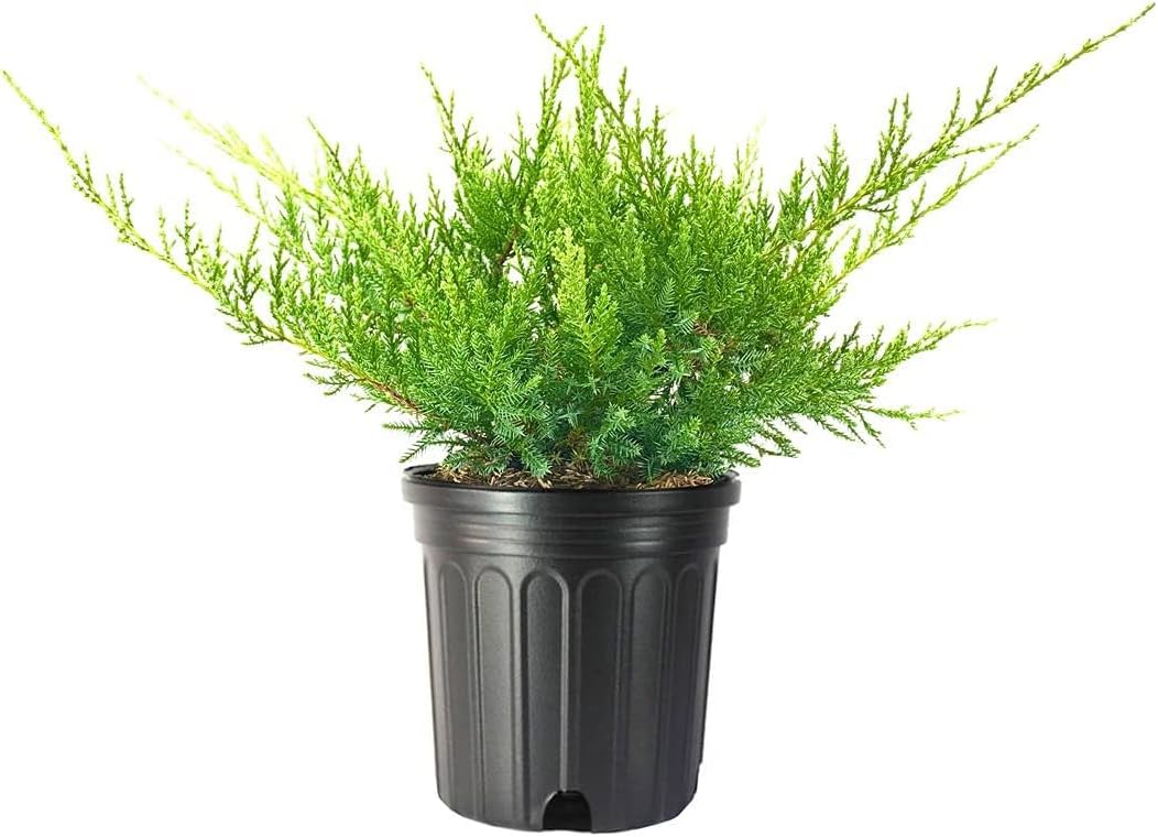 Juniper Nicks Compacta - 2 Live Gallon Size Plants - Juniperus Chinensis - Drought Tolerant Cold Hardy Evergreen Groundcover