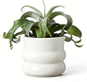 FUYHE 6 Inch Plant Pot,Ceramic Planter Pot with Drainage Hole,Indoor Planters for Herbs Plants,Ceramic Flower Pots for Indoor/Outdoor Plants,Home Office Garden Décor,Cream White