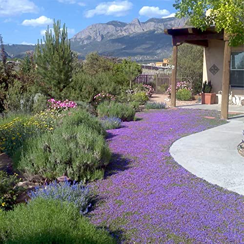 2000+ Purple Wild Creeping Thyme Seeds For Planting Dwarf Ground Cover Plants Thymus Serpyllum Heirloom & Open Pollinated High Germination Rate Easy To Plant #TOP2