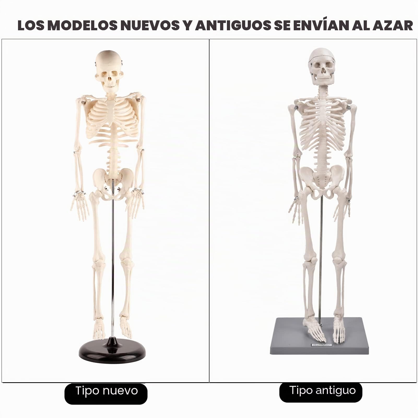 Modelo de Esqueleto Modelo de Esqueleto Humano de 85 cm con Herramienta de Experimentación Orgánica para Uso Pedagógico Anatómico