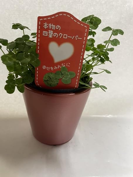 Amazon 四つ葉のクローバー シロツメグサ 本物の 四つ葉 の クローバー 鉢植え 栽培方法付き プレゼント お祝い 地植え 押し花 にも出来ます おススメ 陶器 鉢 レッド 花 観葉植物 オンライン通販