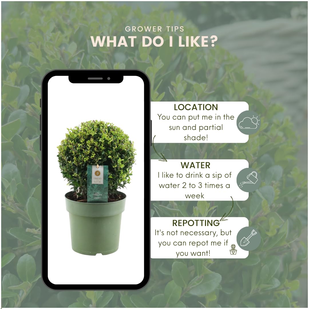 Plants by Frank El | verdadera planta de acebo en forma esférica | 2x bulbo Ilex crenata 'Jenny' en maceta de madera | juego de 2 piezas | 20 cm Ø de diámetro | sustituto de boj | Ilex | plantas de