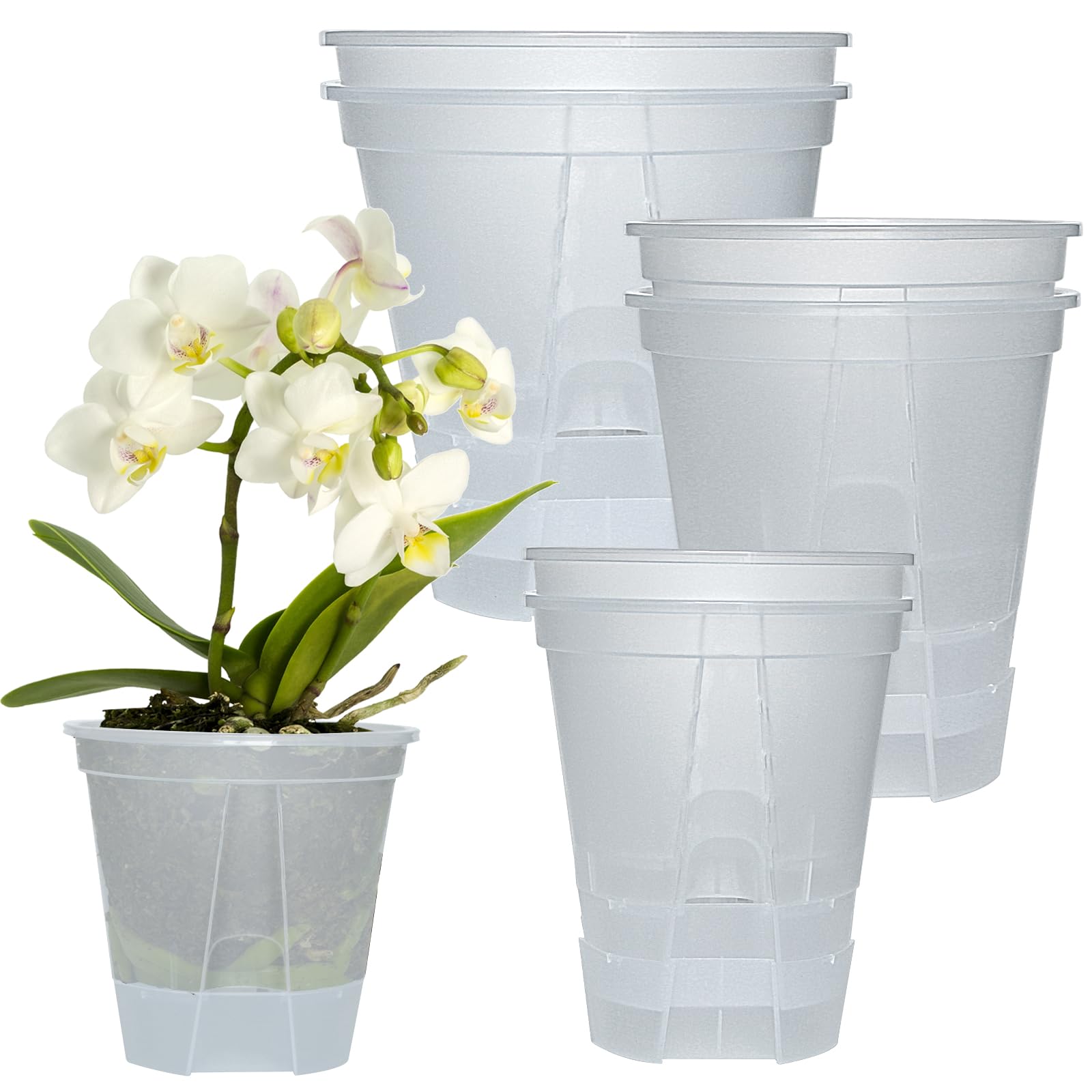Cdd's Path 6-Pack Bare Root Planter
