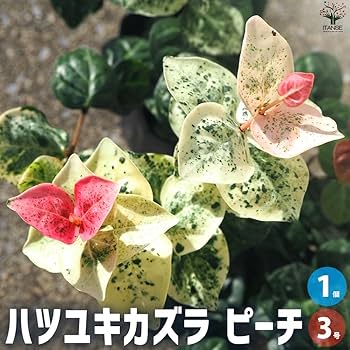 初雪かヅラ✿そのまま飾れます 61Qwcxm6j9L._AC_UF350,