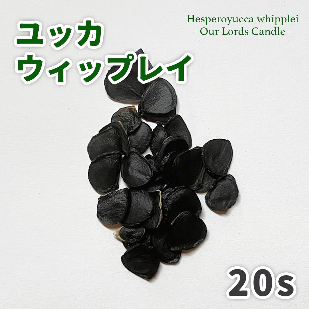 ボブマーリー様 ユッカ Amazon.co.jp: 【種子】ユッカウィップレイ 20