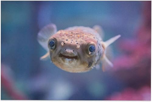 Pósteres de lona de pez globo de mar subacuático para sala de natación, estética, decoración de dormitorio, decoración de oficina, deportes,