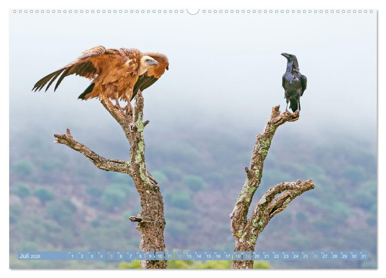 Rabenvögel: Schwarz, schlau, schön (hochwertiger Premium Wandkalender 2026 DIN A2 quer), Kunstdruck in Hochglanz: Rabe, Krähe, Elster: viel schlauer als Ihr Ruf (CALVENDO Tiere)