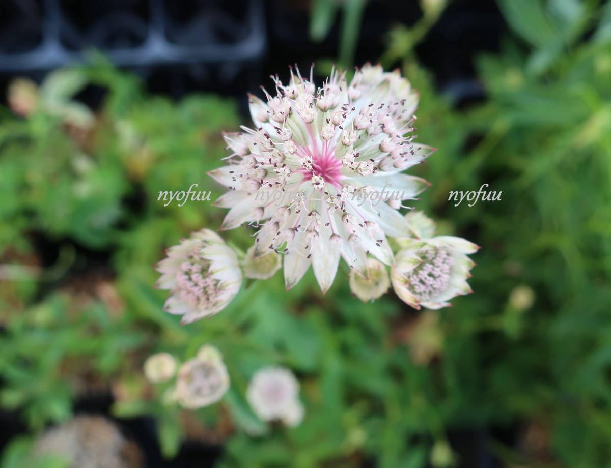 Amazon.co.jp: ∮ 黄斑 斑入り アストランチャー 照り葉 白花