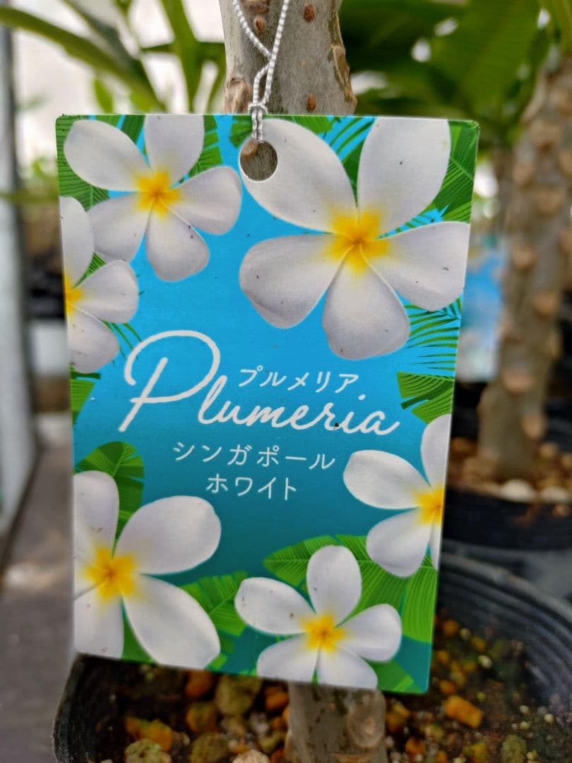Amazon.co.jp: 花芽 プルメリア シンガポールホワイト 苗木 : DIY