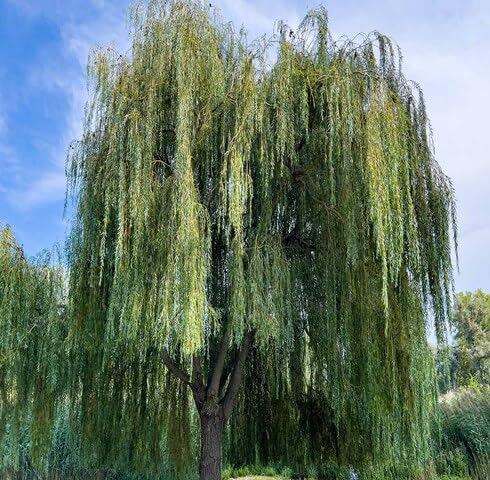 Fresh 100pcs Green Willow Tree Seeds