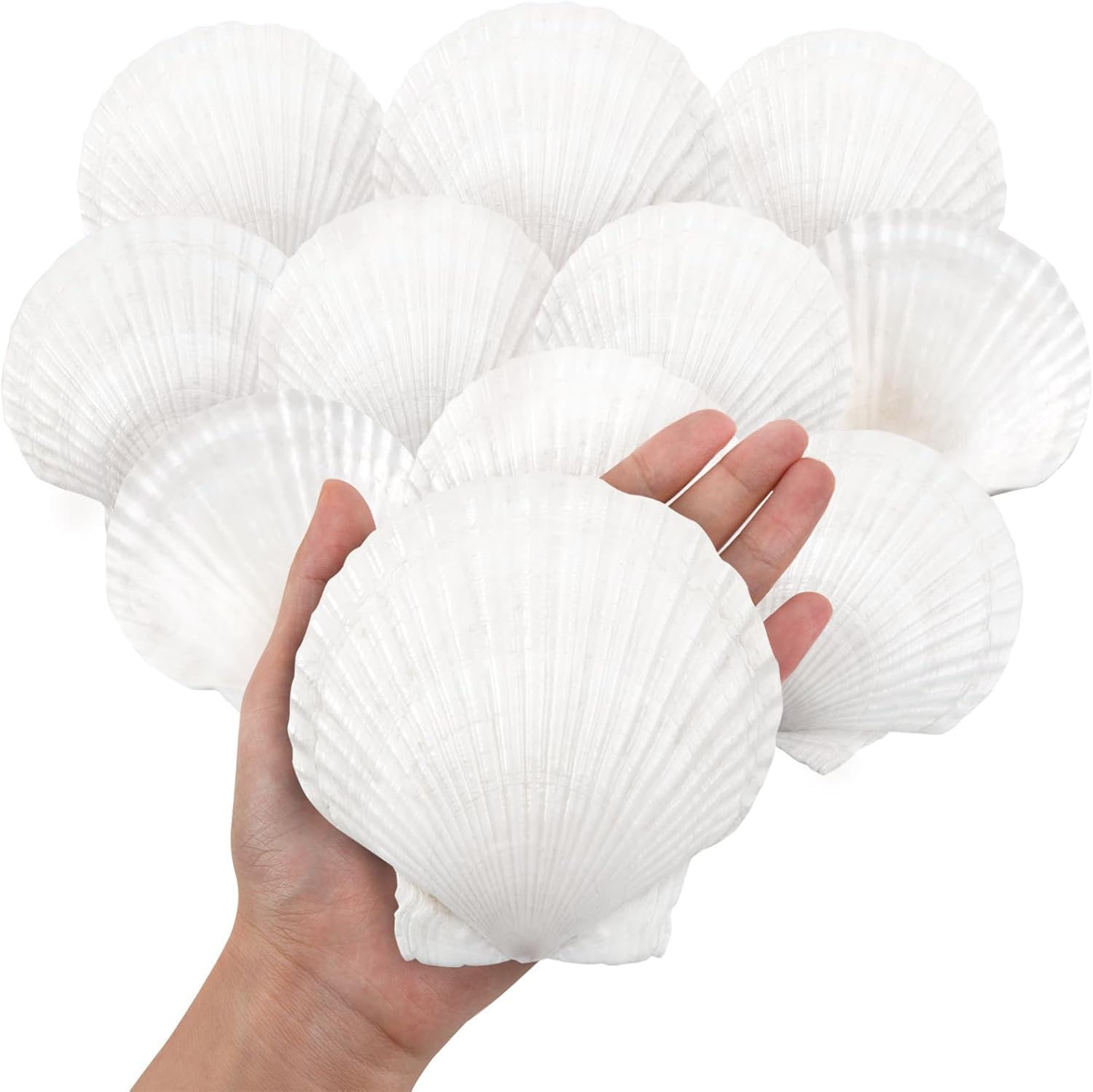 Sponsored Ad – 10PCS White Scallops Shells, 10-13CM Natural Large Seashell from Sea Beach, Sea Shells for Crafts Wedding Decor Beach Theme Party and Home Decor