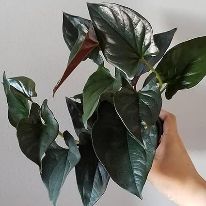 Guruji Plantation Syngonium Outdoor Plant For Home and Garden with Pot (Pack of 1) (Erythrophyllum)