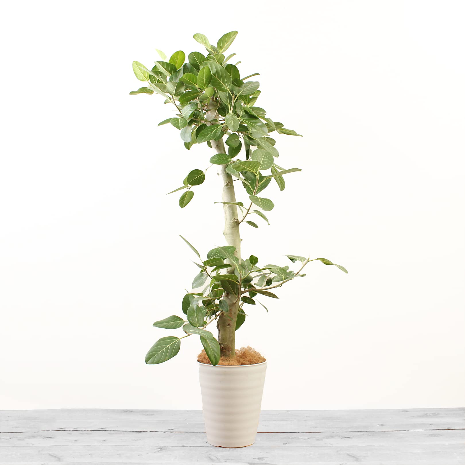 Amazon｜フィカスベンガレンシス 10号 1本立 受け皿付 【観葉植物 本物