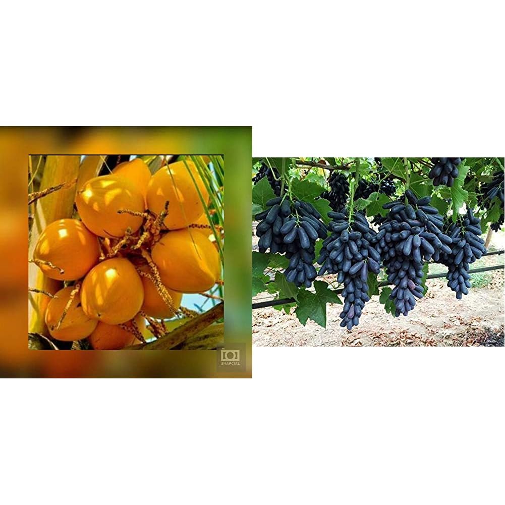 Nature Valley High Yield Hybrid Rare Coconut Live Plant - Dwarf Coconut" Yellow Malayan" Live Plant Kerala Coconut Tree Plant & Creative Farmer Live Long Black Seedless Grape