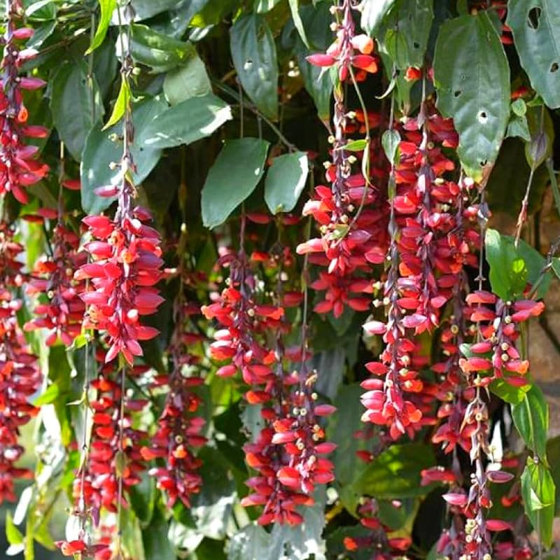 Scarlet clock vine plant,Basor lata,Climbers Vines,Scarlet Clock Vine,Chonga lota,Thunbergia coccinea, Lady’s Slipper Vine Pack of 1 Healthy Live flowering Plant
