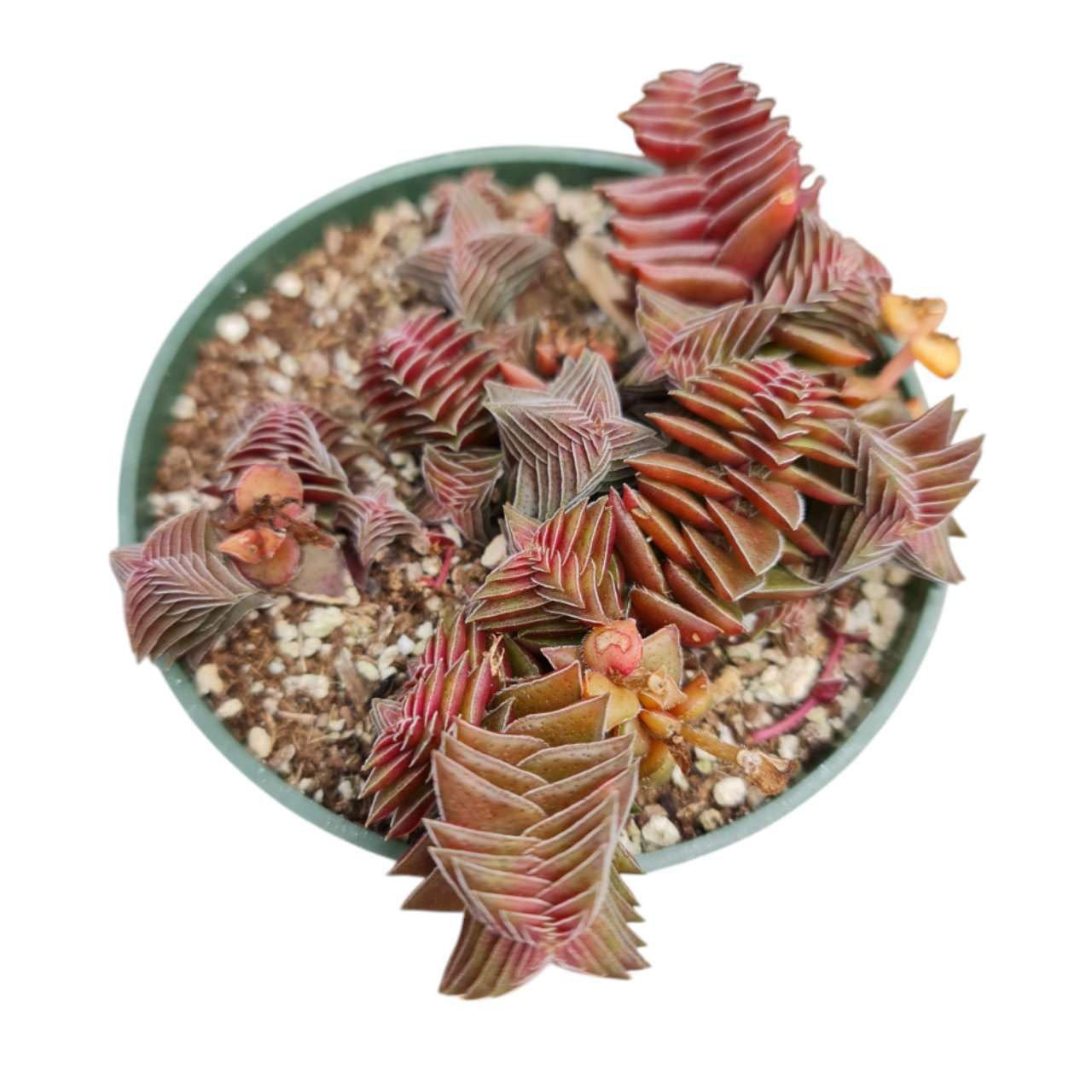 Crassula tabularis Pagoda Village