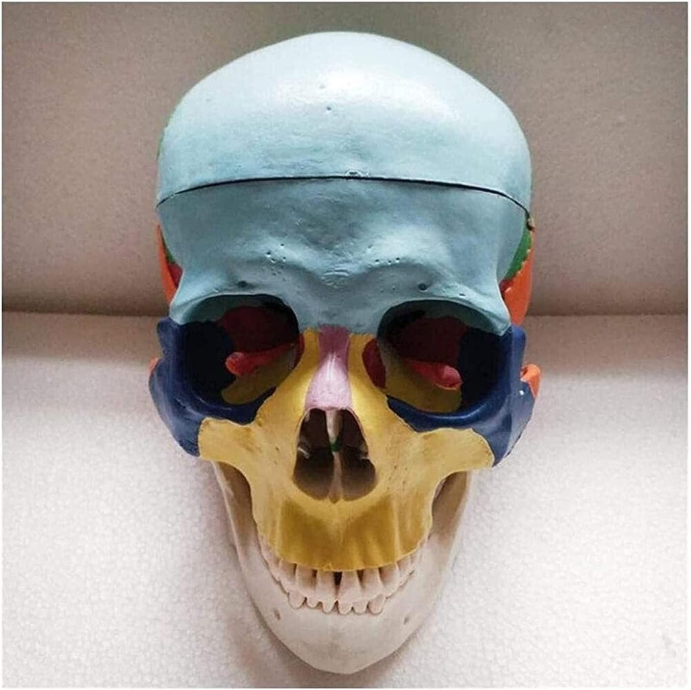 Modèle de crâne adulte coloré grandeur nature pour l'apprentissage de l'anatomie humaine