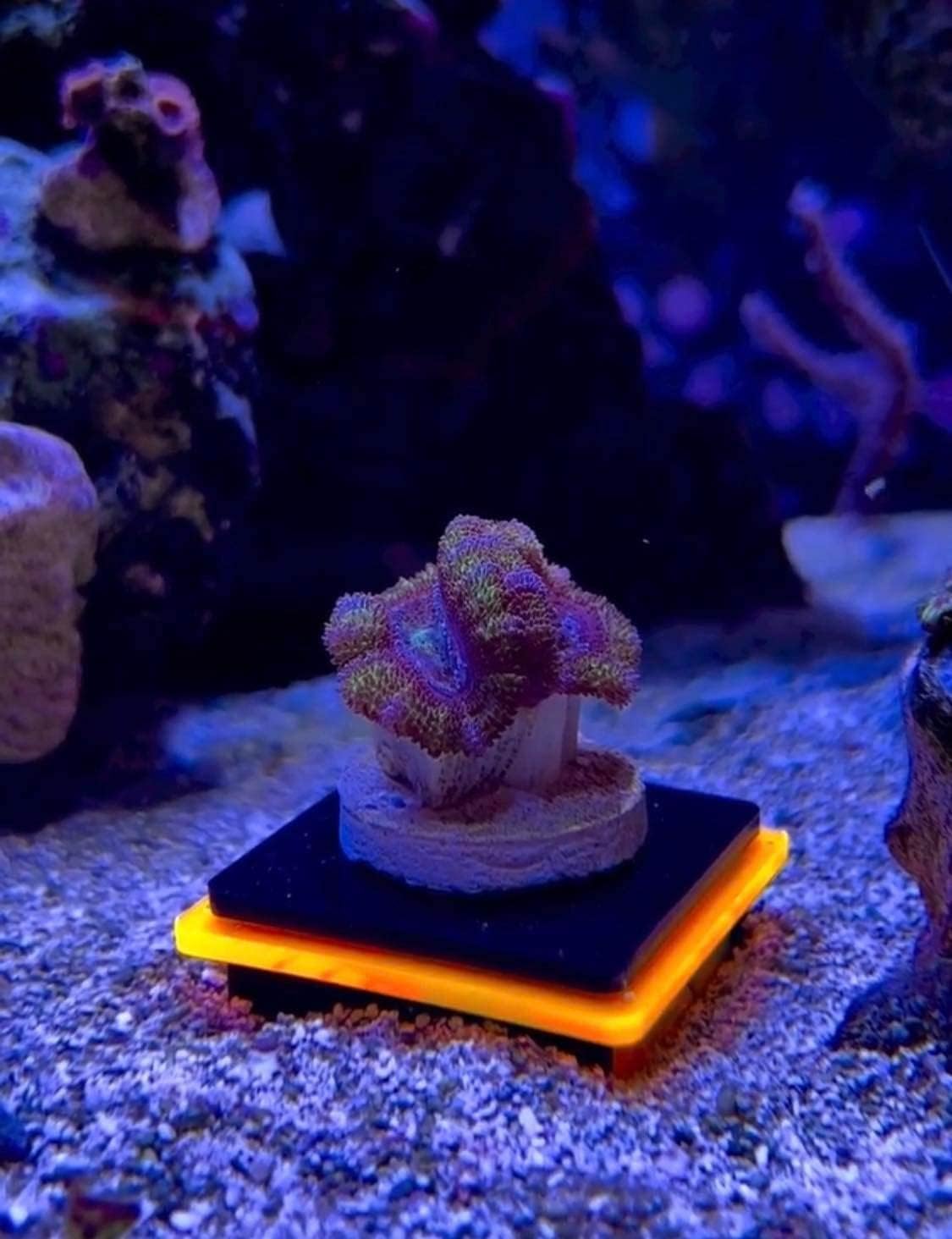 3 Pack Orange Frag Pop Stand w/Frag Lock | Acrylic 1 Hole Coral Frag Rack Plugs Reef Fragging Holder for Saltwater, Marine Reef Aquarium