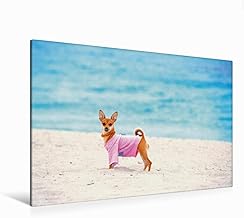 South Beach - Lienzo de Tela (120 x 80 cm, Horizontal, diseño de Perro pequeño en Color Rosa