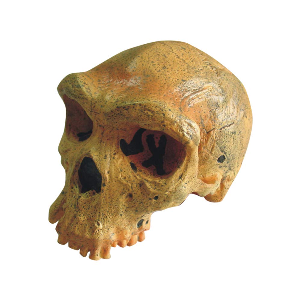 Sjdopulse Life Size Skull Model - Medical Anatomical Steeny Skull Model - 1:1 Replica Human Skull Skeleton Model - For Study Display Teaching Medical Model