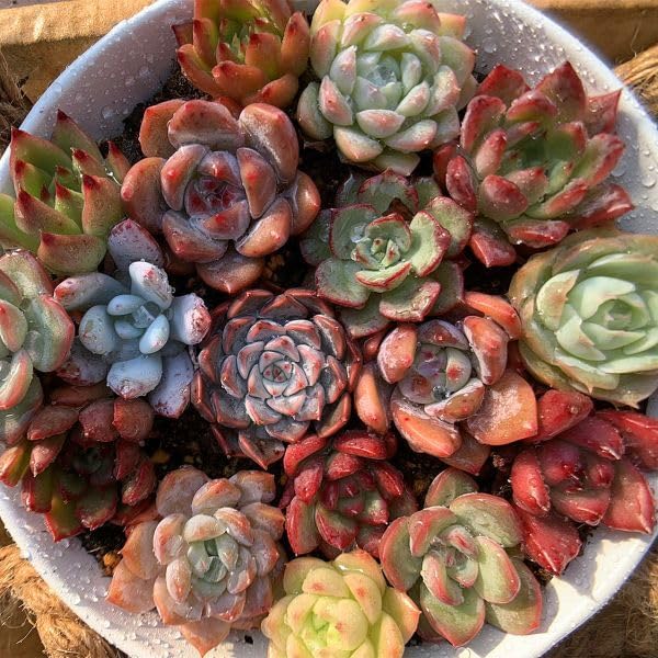 Amazon.co.jp: 多肉植物 エケベリア 寄せ植え用（ミニサイズ）15個+3