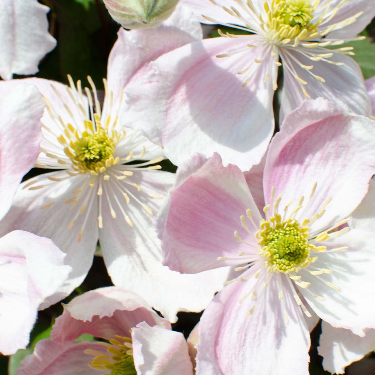 Bloomique - Lot de 2 - Clematis montana 'Tetrarose' - Clématite rose - Plantes grimpantes - Plantes de jardin - Rustiques - Hauteur 50-70 cm - Pot 15 cm