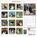 Zoom IMG-1 border collies 2012 calendar Zoom IMG-1 border collies 2012 calendar