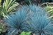 Produktbild 1 x Festuca glauca/cinerea 'Azurit' 1 Liter (Ziergras/Gräser/Stauden) Blauschwingel ab 3,19  pro St.